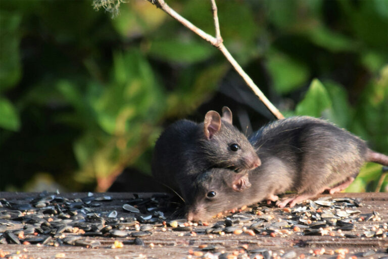 How-to-leave-pests-out-in-the-cold-this-winter-upc-group