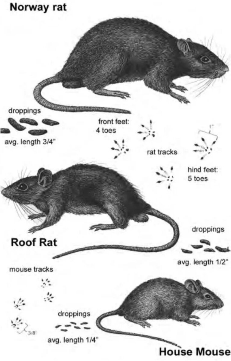 how-to-identify-the-type-of-rodent-upc-group
