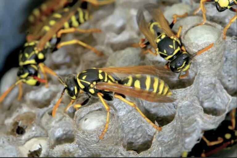 wasps-upc-group