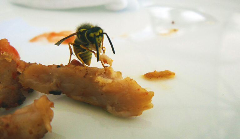wasp eating food UPC Group