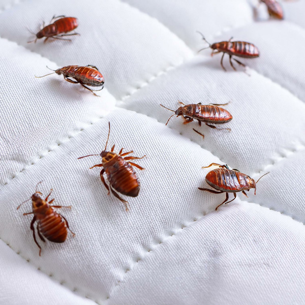 bed-bug-bedding-domestic-pest-control-upc-group