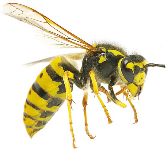 common-wasp-bpca-upc-group-pest-control