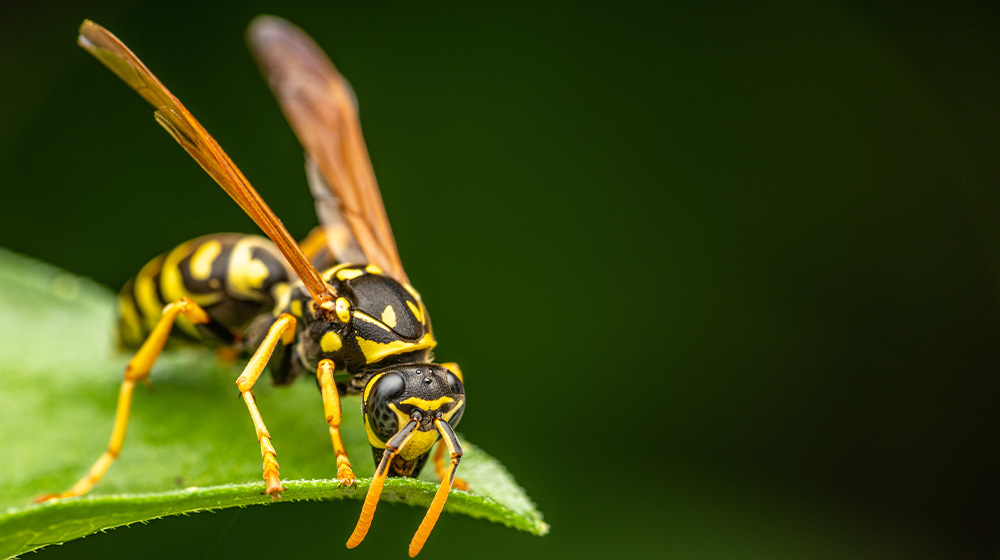 domestic-pest-control-services-east-midlands-wasp-garden-upc-group