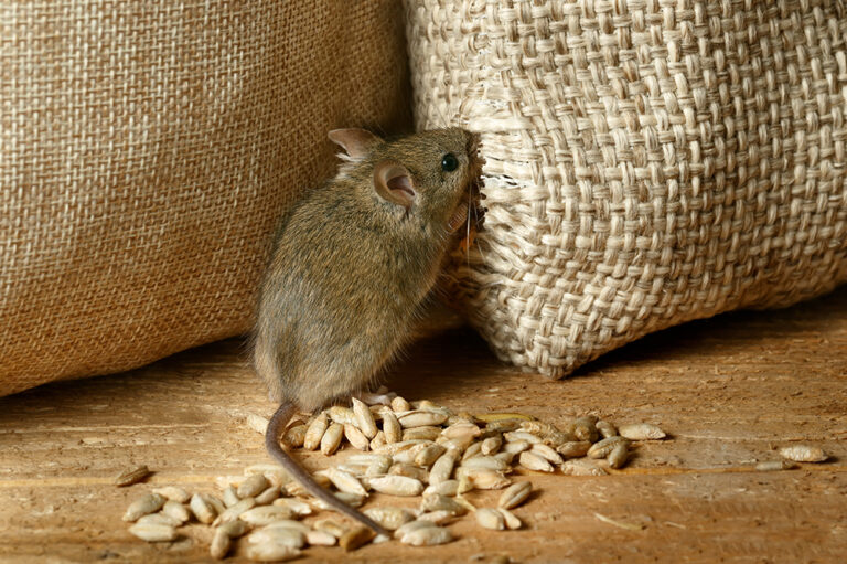 How to protect your property from winter pests