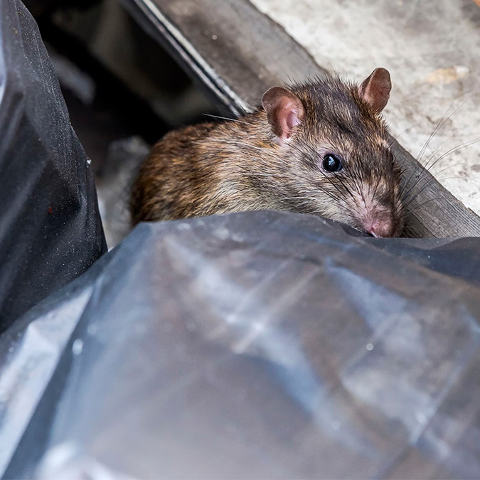 rat-bin-rubbish-domestic-rat-control-upc-group