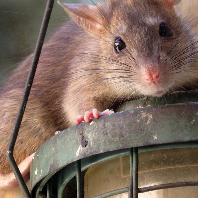 rat-roof-upc-group