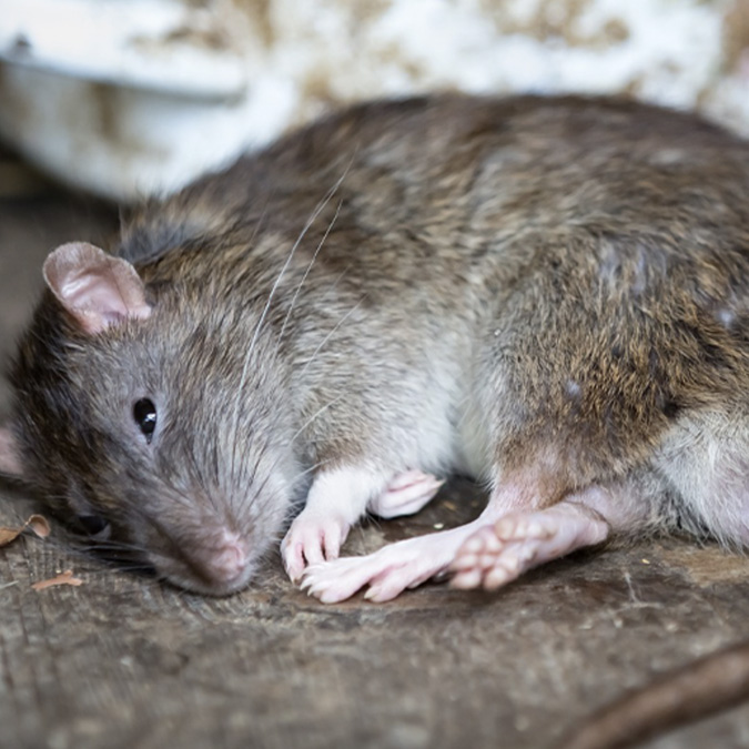 rats-pest-control-upc-group
