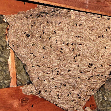 wasp-nest-infestation-large-wasp-removal-bpca-upc-group