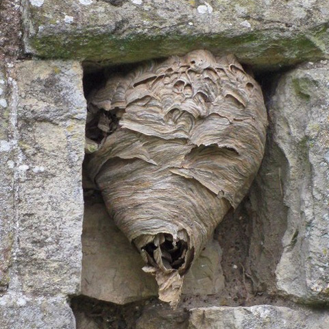wasp-nest-size-bpca-upc-group