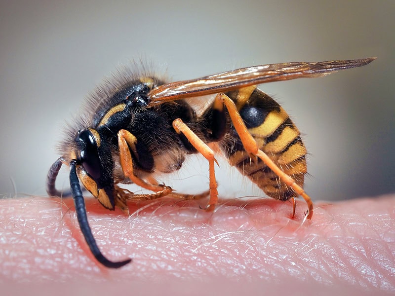 wasp-on-human-skin-upc-group