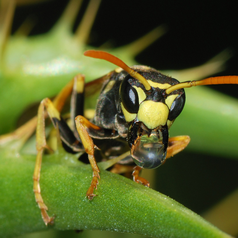 wasp-on-leaf-upc-group