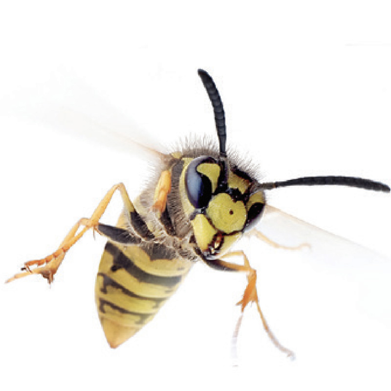 wasp-up-close-personal-pest-control-upc-group